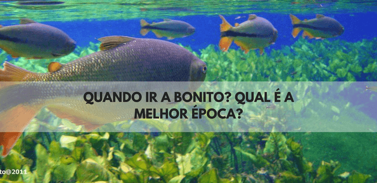 Quando ir a Bonito? Qual é a Melhor Época?